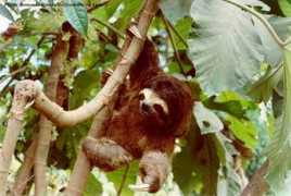 bolivia-internet.com Perezoso