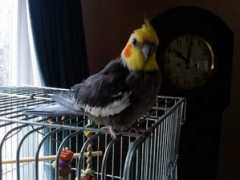 asmainegoes.com Perley