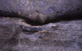 Perlog