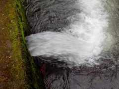 elciudadano.cl Perquenco