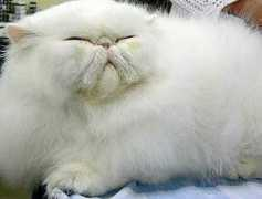 picturesofcats.biz Persiancat