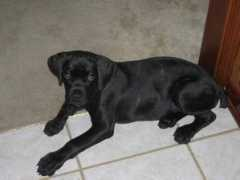 sovranacanecorso.com Persya