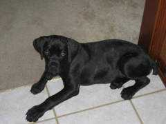 sovranacanecorso.com Persya