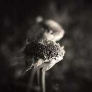 lostinpixels.hu Pessimistic