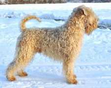 wheaten-terrier.webs.com Petauer
