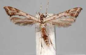 papua-insects.nl Petila