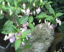 ideboda.nl Petronella