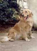 denalikennels.us Petsan