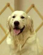 denalikennels.us Petsan