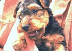 welsh-terrier.de Petzy