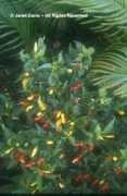beautifulbotany.com Phaison