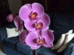 Phalaenopsis
