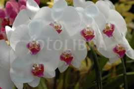 Phalaenopsis