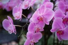 Phalaenopsis