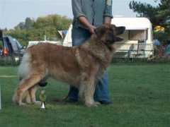 leonberger-hunde.de Phalecia