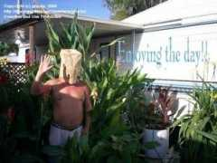 davesgarden.com Phicks