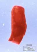 fitweb.or.jp Philine