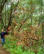 columbia.edu Phyra