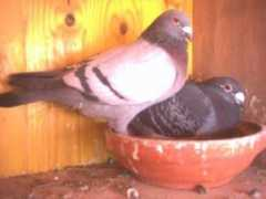 columbacanaria.com Pichona