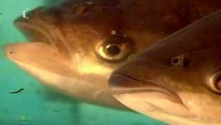 ceskatelevize.cz Pichotte