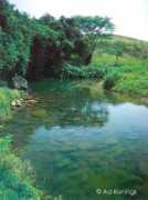 cichlidae.com Pichucalco