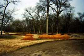 tulsaaudubon.org Pielsticker