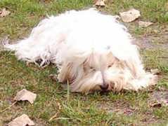 gallery.site.hu Pihi