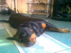 gallery.site.hu Pihi