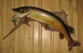 Pike