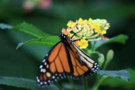 indafoto.hu Pillango