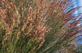 plantzafrica.com Pillans