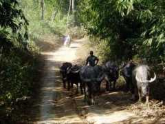 Pimjai