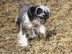 kenneltirlittan.com Pimu