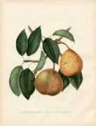 georgeglazer.com Pinchart