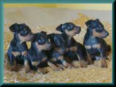 Pinczer