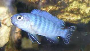 cichlids.com Pindani