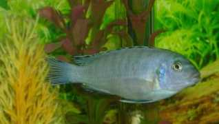 cichlids.com Pindani