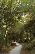 comuneischia.it Pinete