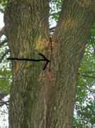 treedictionary.com Pinok