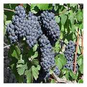 italiancook.ca Pinot