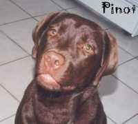 petwatchersnj.com Pinot