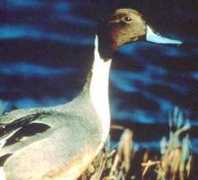 Pintail