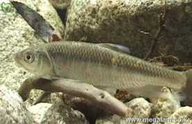 arowana.co.kr Pirami