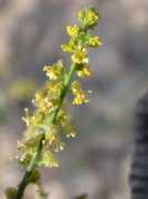 ecotopia.hani.co.kr Pisanty