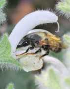 pflanzenforschung.de Pisanty