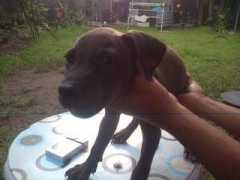 muamat.com Pitdog