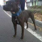 muamat.com Pitdog