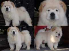 muamat.com Pitdog