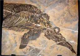 skywalker.cochise.edu Pittmann