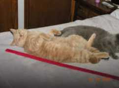 ouachitabritishshorthair.com Pivinski